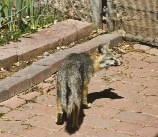 Unexplained Dog Barking Unexplained Dog Barking